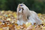 SHIH TZU 153